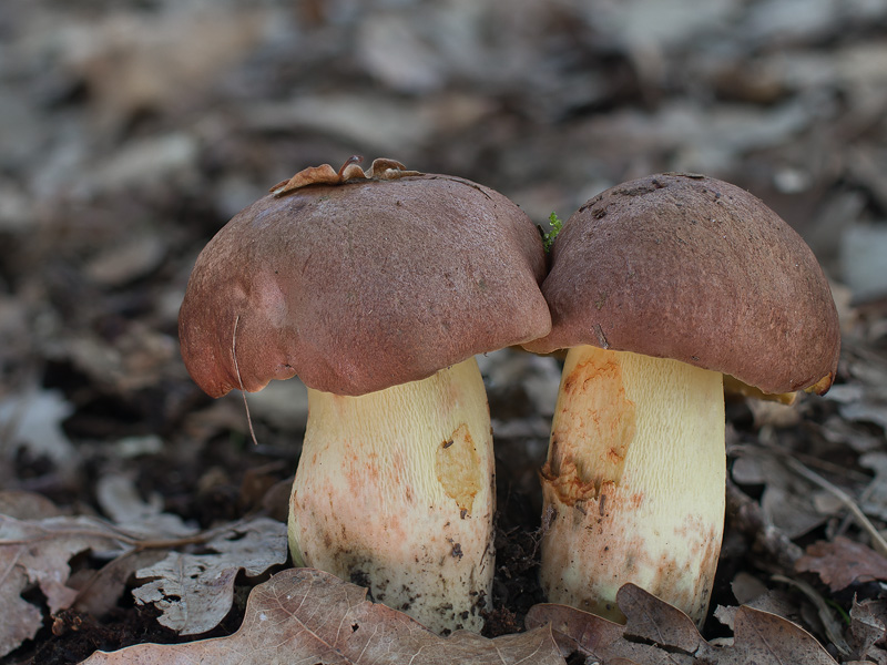 Boletus appendiculatus